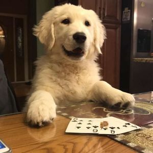 Meet your Posher, Peggy